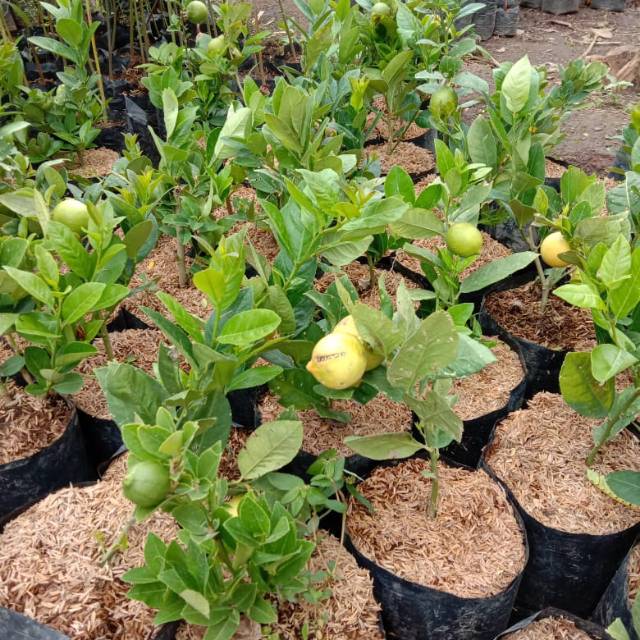

jeruk lemon