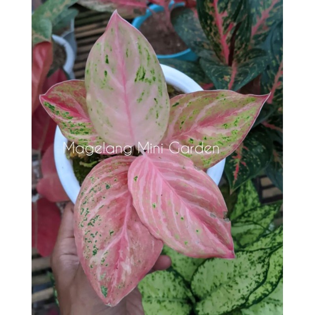 Aglonema Bidadari Merah / Mutasi merah