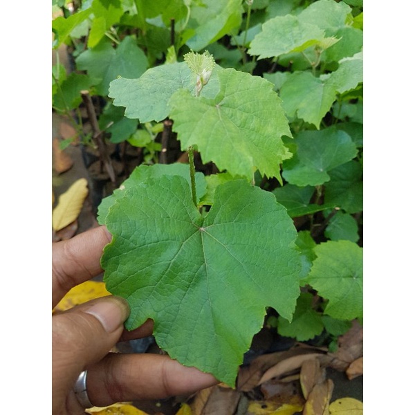 bibit rootstock dogridge USA isi 4bibit