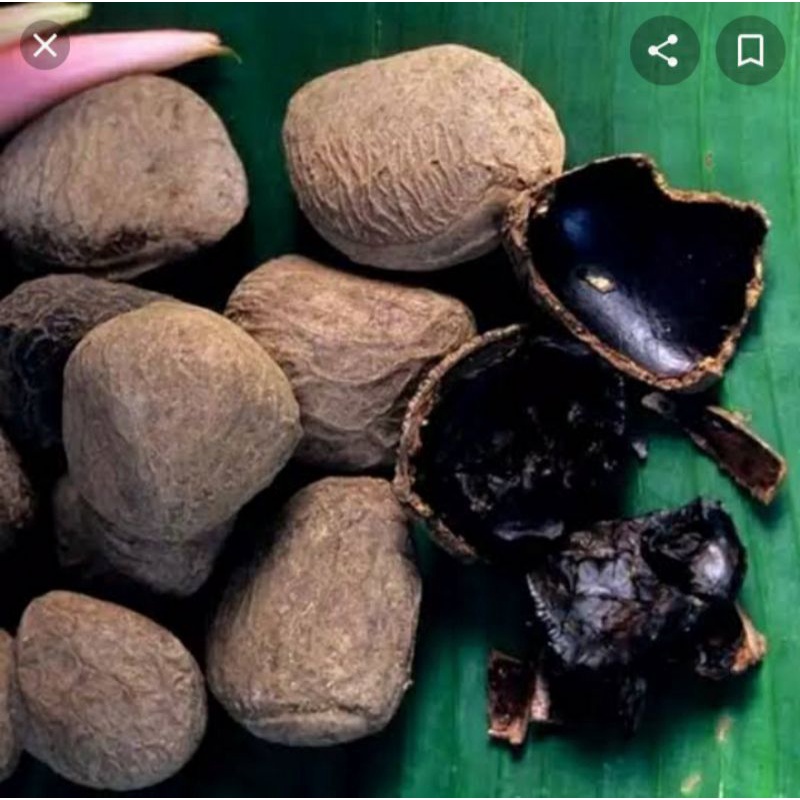 

kepayang pucung/kluwek/kluwak jawa Netto250gr Buat masak sayur pindang