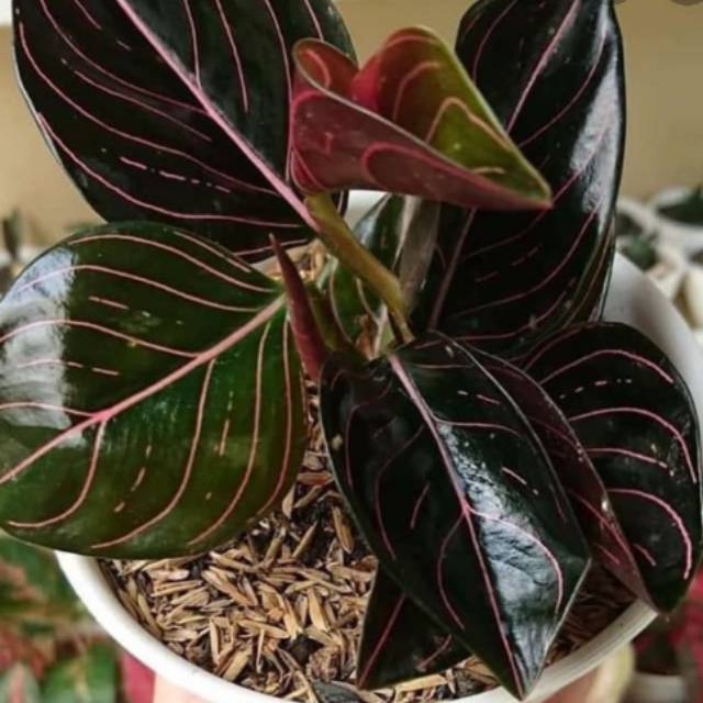 Harga Bunga Aglonema Rotundum Aceh Plant Reference Harga Bunga Aglonema Rotundum Aceh Plant Reference
