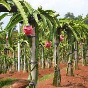 Terbaik Tanaman Bibit Buah Naga Hitam