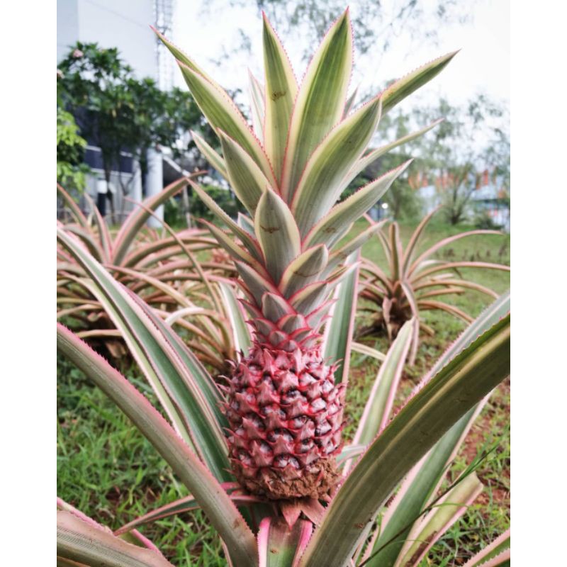 Pohon Nanas Merah