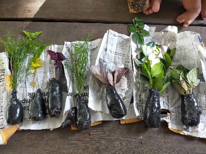 Tanaman Hias Gantung Air Mancur Bunga Putih