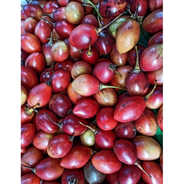 

Terong Belanda Super Berat 1 kg (Pengiriman Medan)