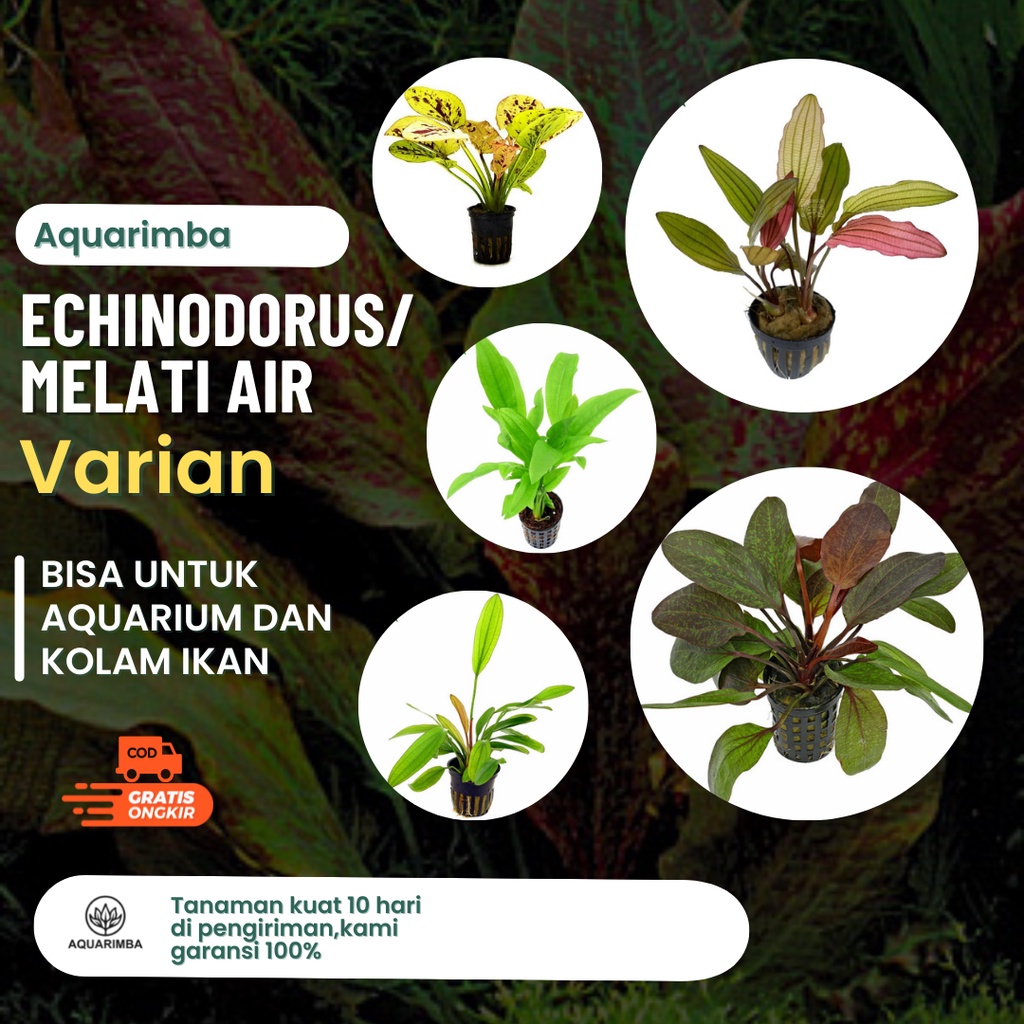 Echinodorus Varian Series -Echinodorus -Ozelot -Amazon Sword - Tennelus ( tanaman aquascape tanpa co2 )