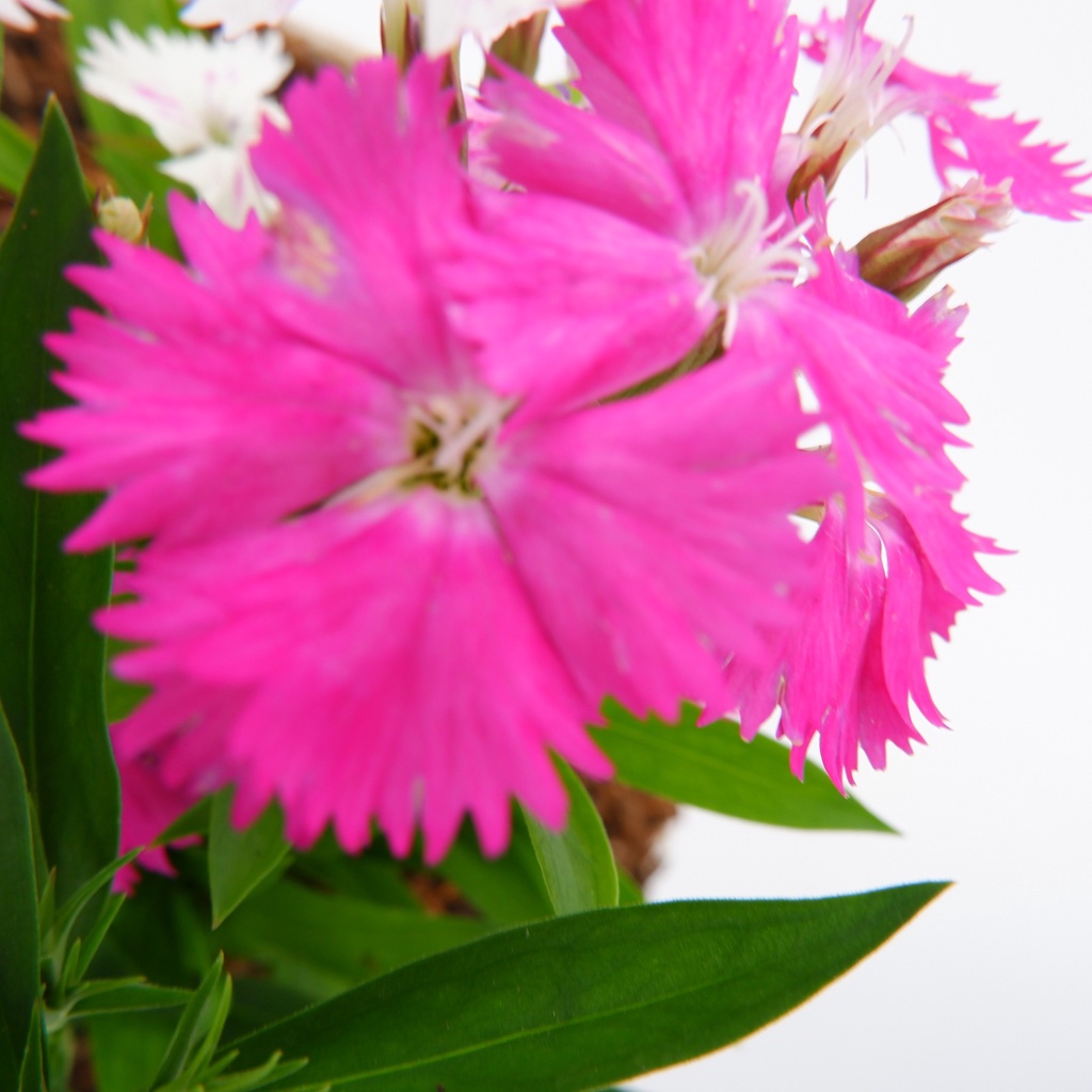 Dianthus - Anyelir - caryophyllus L - Tanaman Hias