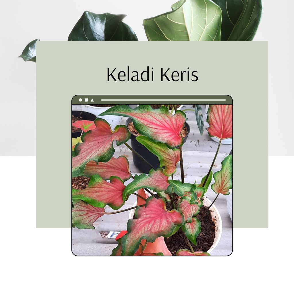 Tanaman Hias Keladi Keris Bunga Caladium Keris Bibit Bunga Keladi Keris