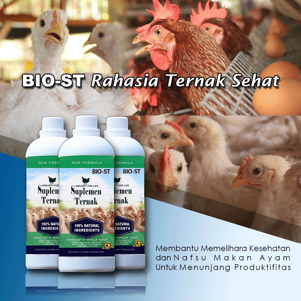 Bio St Suplemen Nutrisi Vitamin Probiotik Ayam Pedaging Broiler