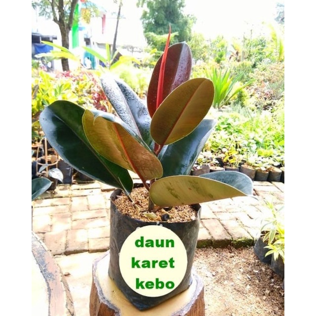 Bibit Tanaman Hias Herbal/Pohon Karet Kebo Banyak Manfaat