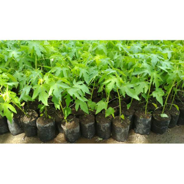 Bibit Pepaya Thailand