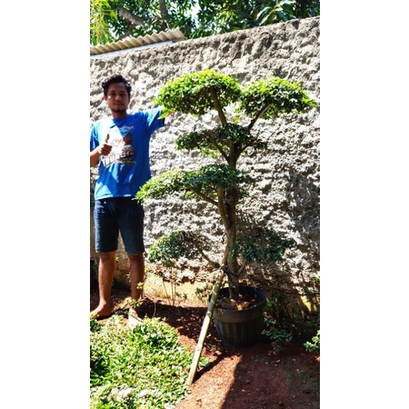 Tanaman hias Serut / Keserut