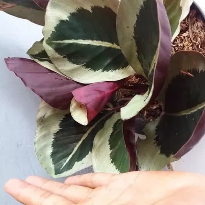 calathea marion - kalatea marion - calathea    _