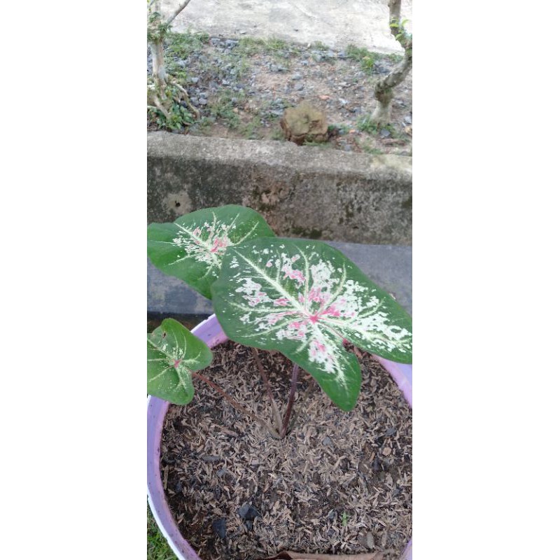 caladium/keladi pink cloud