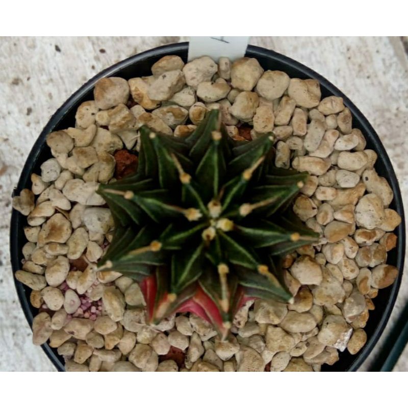 KAKTUS LB Hybrid Varigata 4Cm