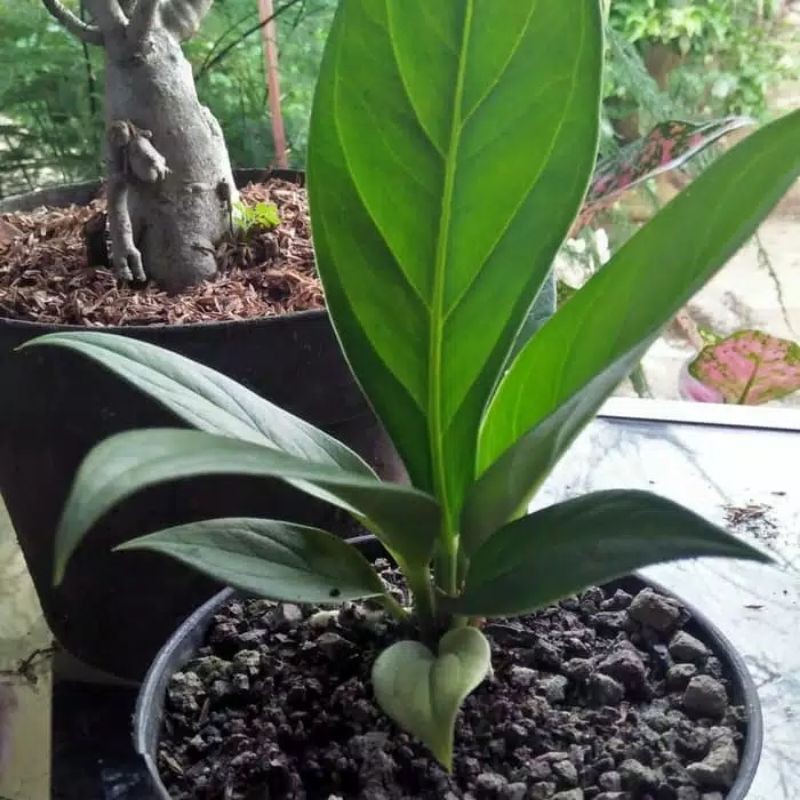 Tanaman hias anthurium jenmani - anthurium