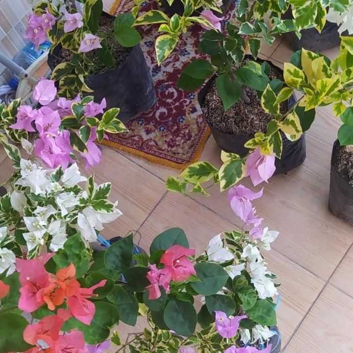 ```````] bunga bougenville 1 pohon 3 warna variegata/ tanaman hiasan rumah