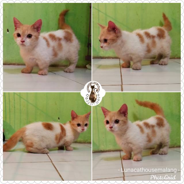 munchkin kitten harga