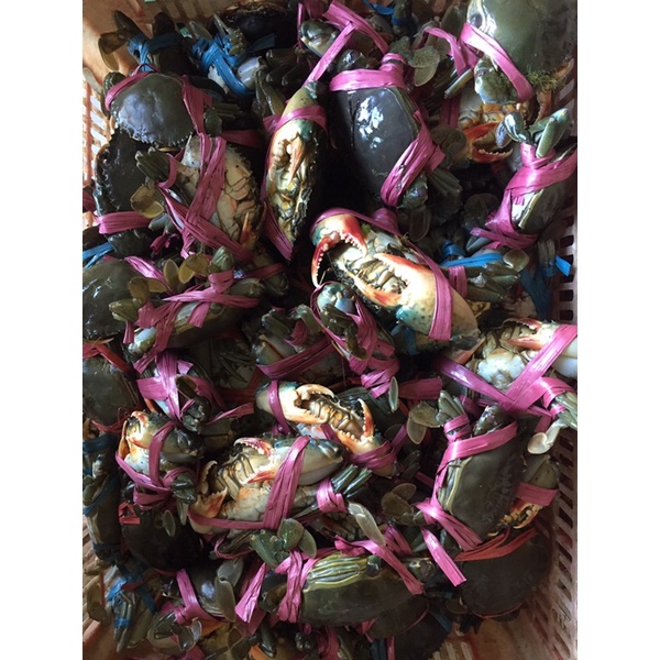 

Kepiting Hidup jantan Super 1 kg isi 6-7