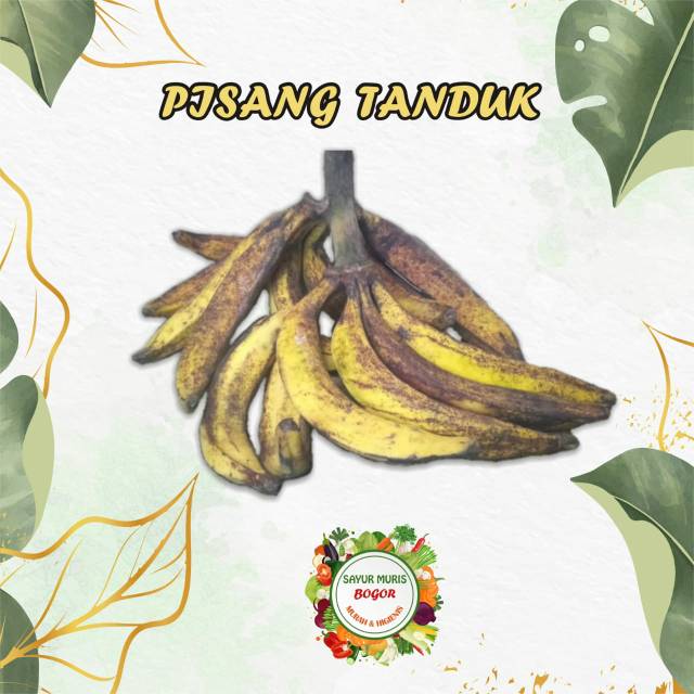 

PISANG TANDUK / 1 BUAH