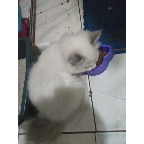 kucingPersiaHimalaya