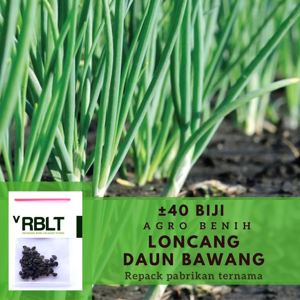40 Bibit Daun Bawang Fragrant F1 Benih Sayuran Loncang Unggul Known You Tanaman Sayur Berkualitas