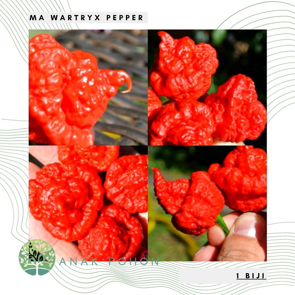 Benih Bibit Biji - Cabai MA Wartryx Cabe Super Pedas Pepper Seeds