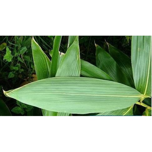 

Daun bambu segar per 10 lembar