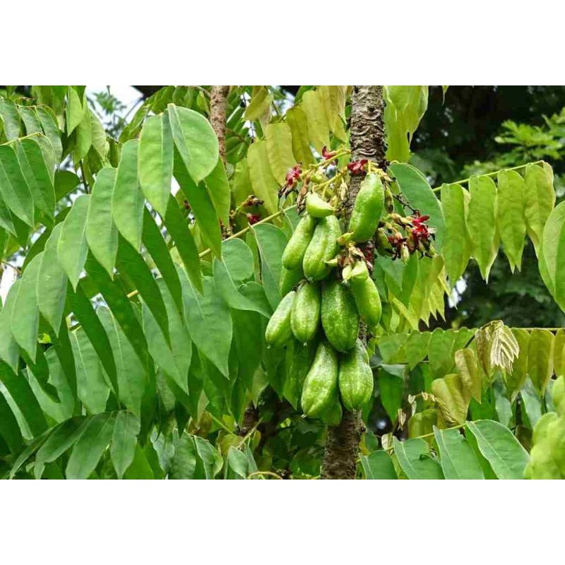 blimbing wuluh bibit blimbing wuluh sayur pelangkap masakan