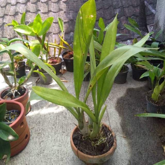 Anggrek Macan (Grammatophyllum scriptum) dewasa