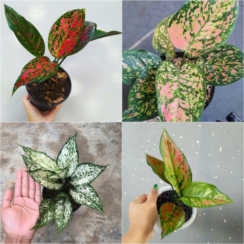 Paket 4 Aglonema Murah || Aglaonema venus, Ruby Ciangmay, snow white, heng heng