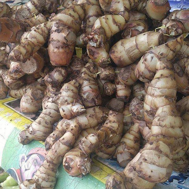

TERMURAH UMBI GANYOH. GANYONG SEGAR 500 GRAM