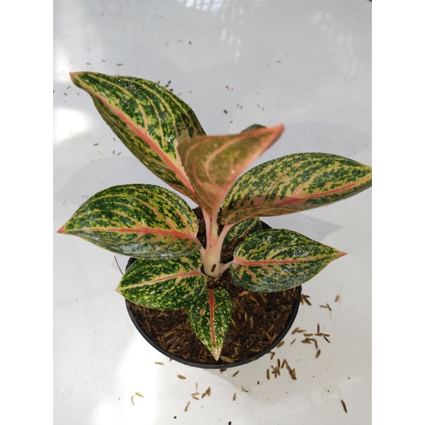 aglaonema Widuri cantik