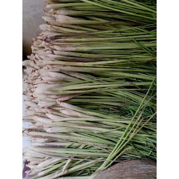 

DAUN SEREH SEGAR