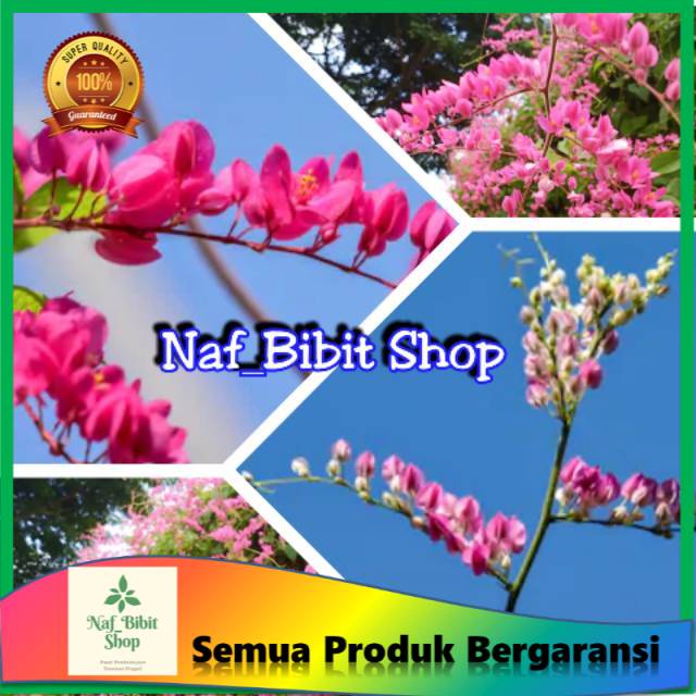 Bunga air mata pengantin || tanaman air mata pengantin || bibit air mata pengantin || tanaman hias