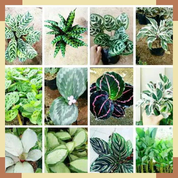 Paket 11 Jenis Tanaman Hias Calathea Shopee Indonesia