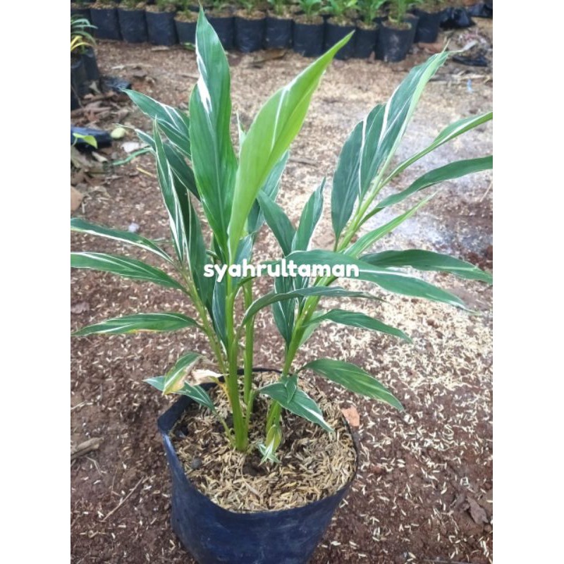 Tanaman hias kecombrang honje varigata