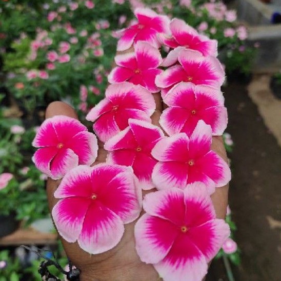 VINCA NIRVANA PINK SPLASH FRESH SEEDS