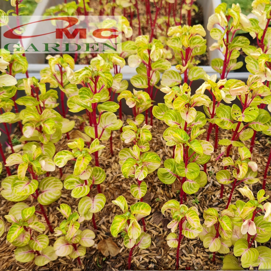 Krokot Bayam Bayem Batang Merah Hijau Kuning Varigata Tanaman Hias Iresine Herbstii Aureoreticulata 1020