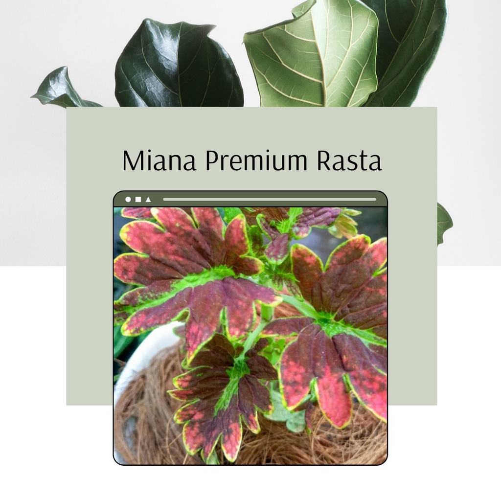 Tanaman Miana Premium Rasta Miana Rasta Cantik Miana Premium ID Miana Rasta
