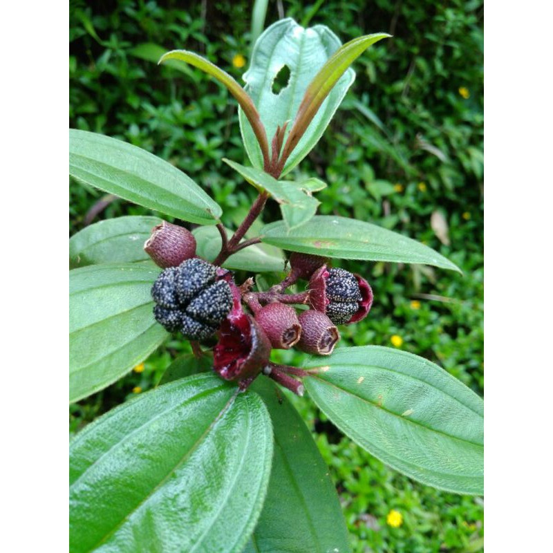 

Buah Senggani senduduk Sikadududuk Harendong (Melostoma Candidum)