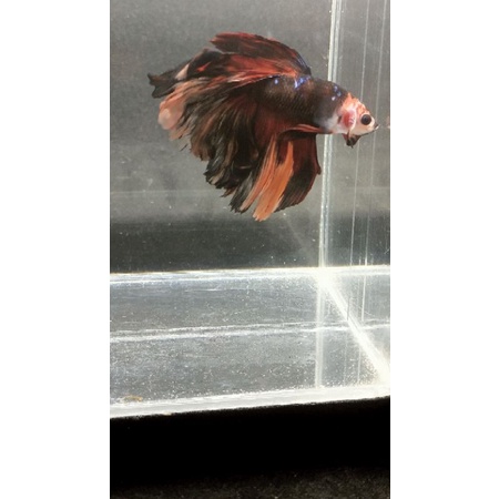 boneka ikan cupang halfmoon Avatar nemo real pick