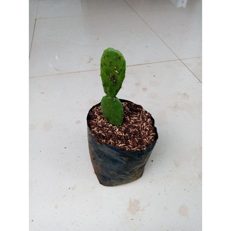 pohon kaktus mini bibit tanaman hias