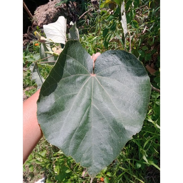 

Daun Waru Fresh 300 gram Daun Waru Herbal Tradisional Jamu Herbal Obat Alami Tradisional Fresh Segar