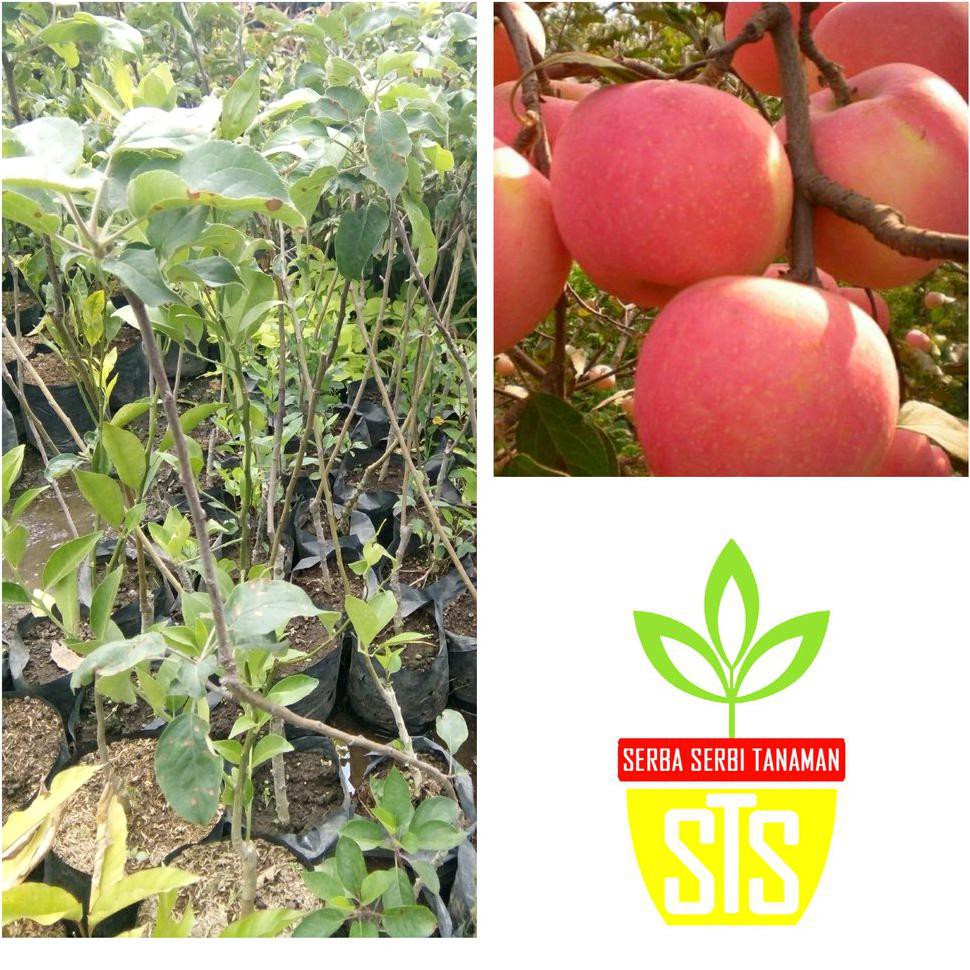Bibit Buah Bibit Tanaman Buah Apel Fuji #_#