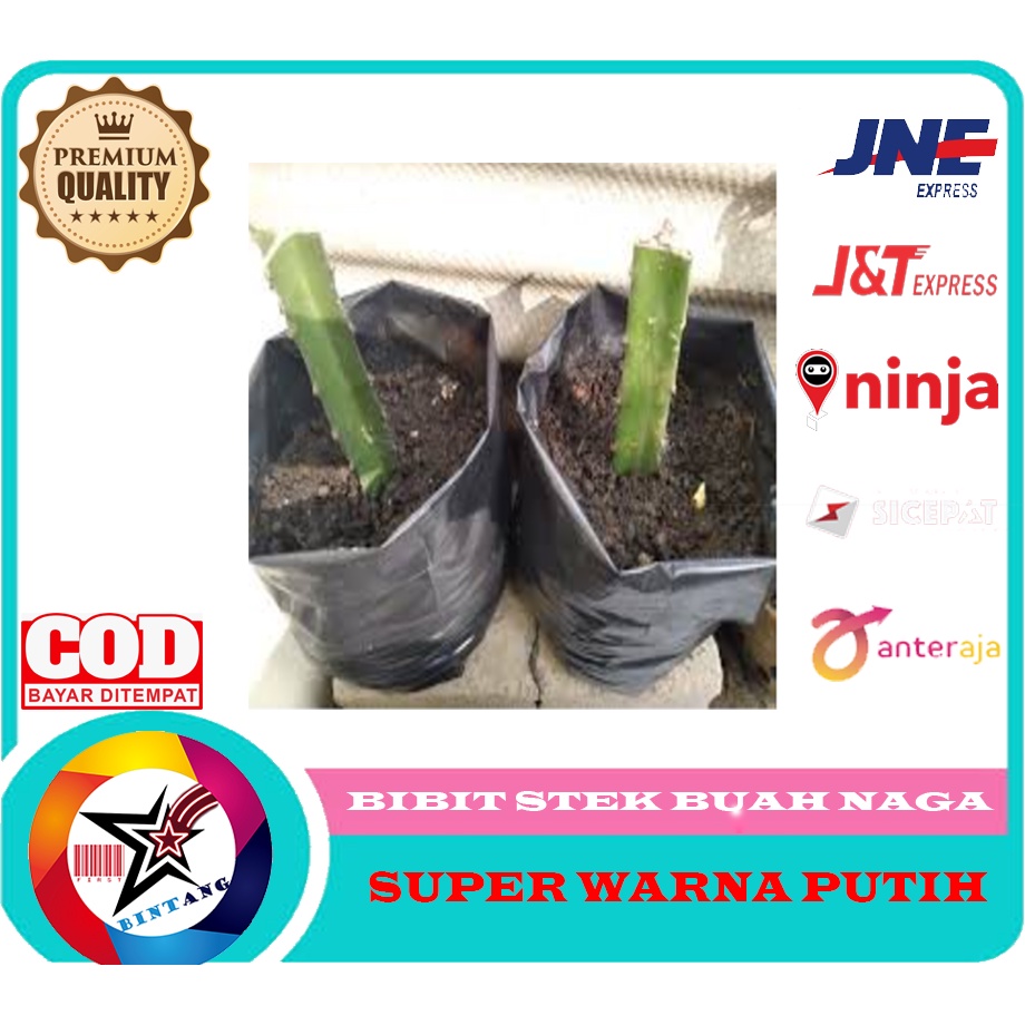 bibit stek buah naga super warna putih