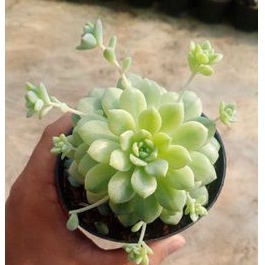 sukulen echeveria prolifica variegata