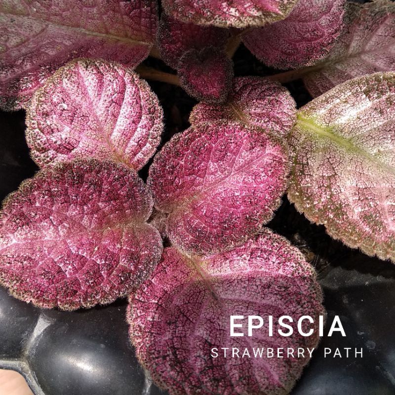 Episcia Strawberry Patch/Bunga Episcia beludru