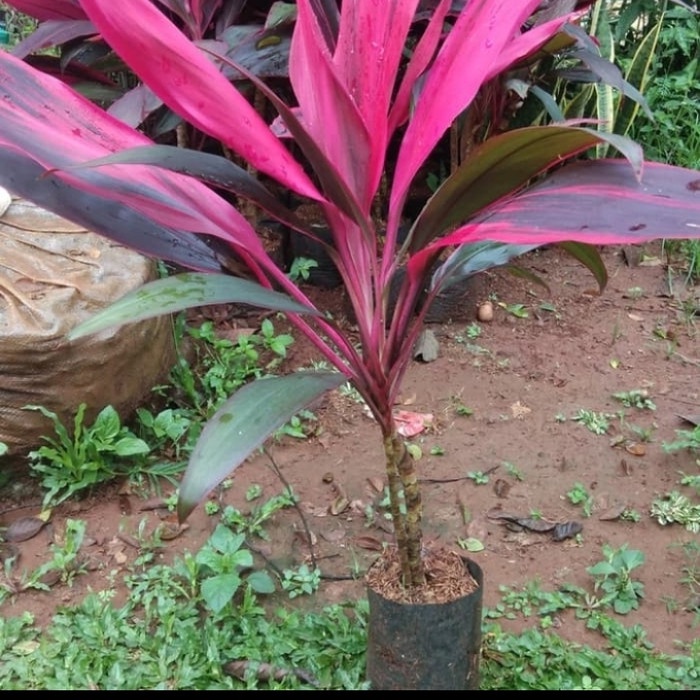 Tanaman Hias Hanjuang Merah Andong Merah