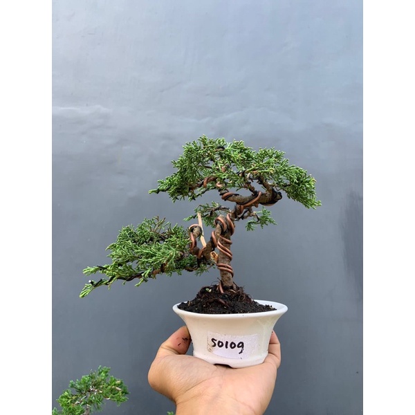 Bonsai cemara sargenti itoigawa original,siap pajang.Pot keramik